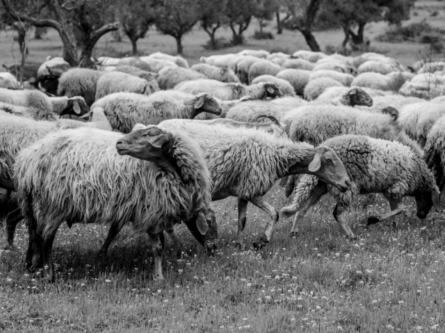 fotografia di Lorenzo Poletto