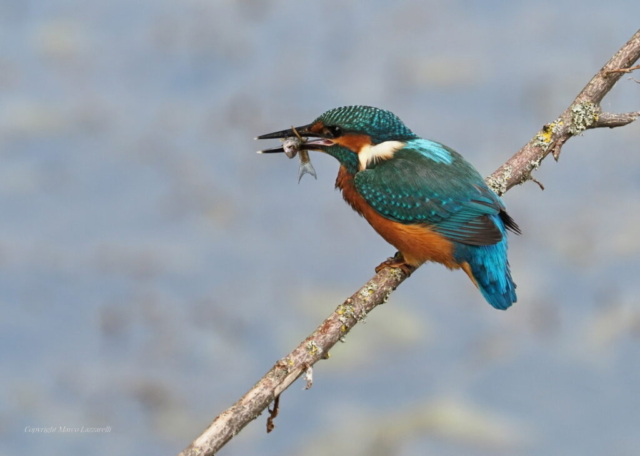 Martin Pescatore - Foto di Marco Lazzarelli con Em1.3 e 40-150pro+2x