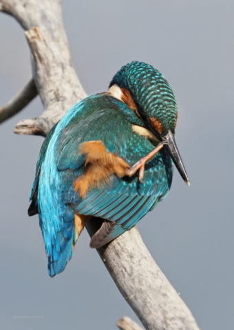 Martin Pescatore - Foto di Marco Lazzarelli con Em1.3 e 40-150pro+2x