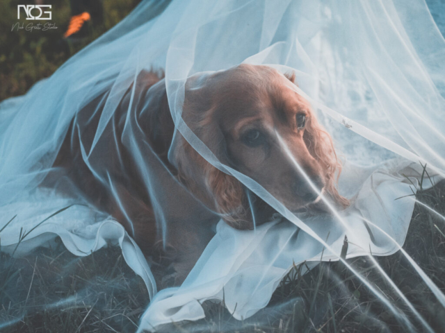 Fotografia di Nick Gritti
