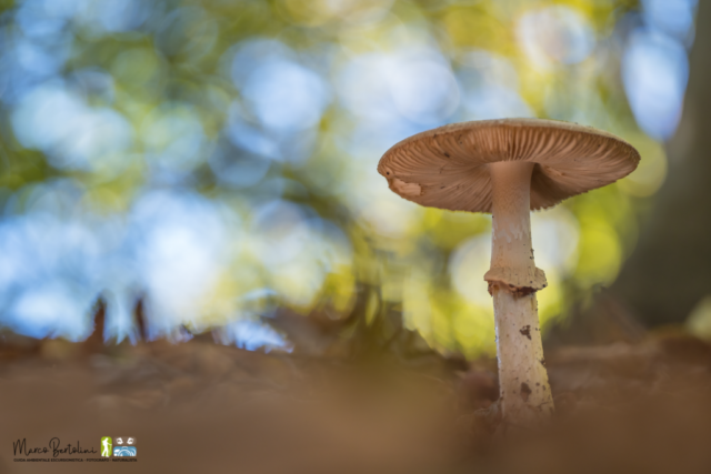 Amanita citrina