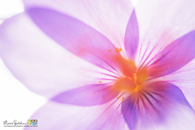 Crocus ligusticus1