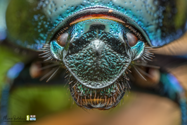 Geotrupidae