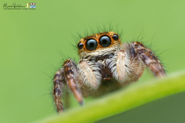 Carrhotus xanthogramma2 - foto di Marco Bertolini