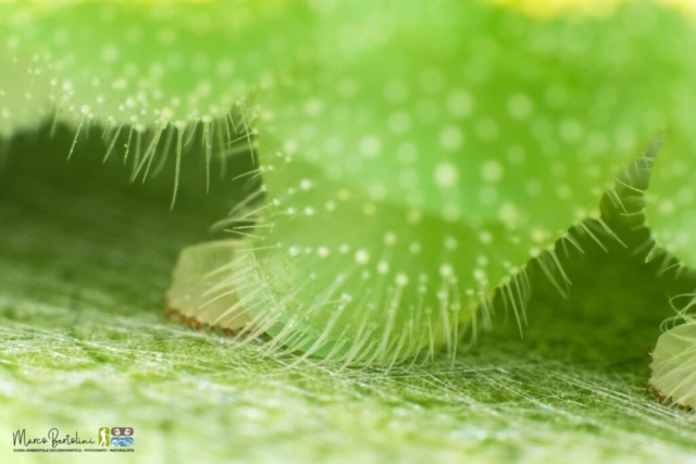 Laowa 50mm Macro 2X - foto di Marco Bertolini