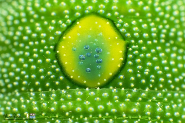 Laowa 50mm Macro 2X - foto di Marco Bertolini