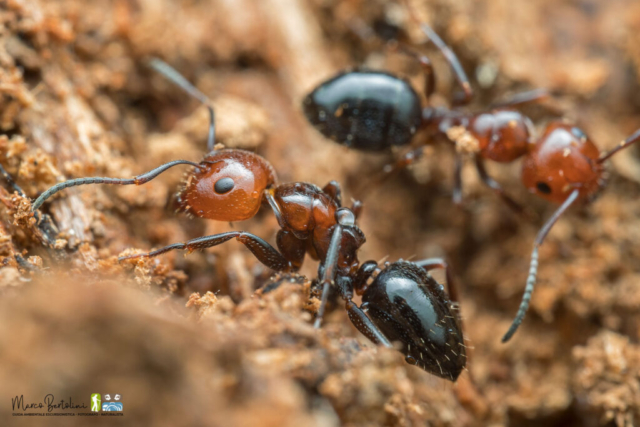 Laowa 50mm Macro 2X - foto di Marco Bertolini