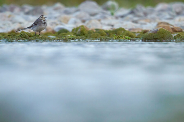 Fotografia di Marco Bertolini - Olympus OM-D E-M1 mark II + Zuiko 300 mm Pro f/4 IS
