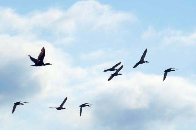 Fotografia di Marco Bertolini - Olympus OM-D E-M1 mark II + Zuiko 300 mm Pro f/4 IS