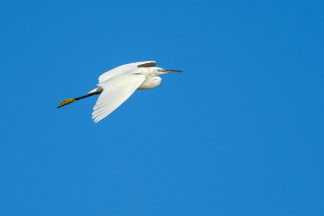 Fotografia di Marco Bertolini - Olympus OM-D E-M1 mark II + Zuiko 300 mm Pro f/4 IS