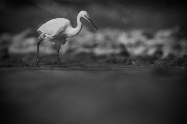 Fotografia di Marco Bertolini - Olympus OM-D E-M1 mark II + Zuiko 300 mm Pro f/4 IS