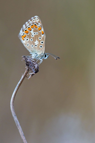 Fotografia di Marco Bertolini - Olympus OM-D E-M1 mark II + Zuiko 300 mm Pro f/4 IS