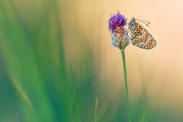 Fotografia di Marco Bertolini - Olympus OM-D E-M1 mark II + Zuiko 300 mm Pro f/4 IS
