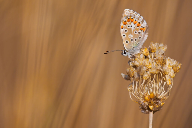 Fotografia di Marco Bertolini - Olympus OM-D E-M1 mark II + Zuiko 300 mm Pro f/4 IS