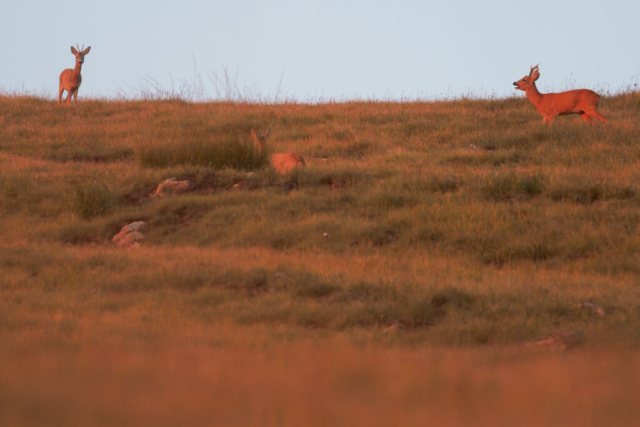 Fotografia di Marco Bertolini - Olympus OM-D E-M1 mark II + Zuiko 300 mm Pro f/4 IS