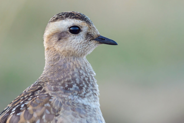 Fotografia di Marco Bertolini - Olympus OM-D E-M1 mark II + Zuiko 300 mm Pro f/4 IS
