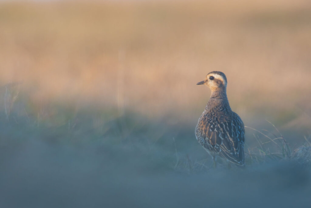 Fotografia di Marco Bertolini - Olympus OM-D E-M1 mark II + Zuiko 300 mm Pro f/4 IS