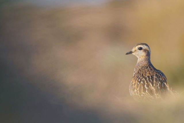 Fotografia di Marco Bertolini - Olympus OM-D E-M1 mark II + Zuiko 300 mm Pro f/4 IS