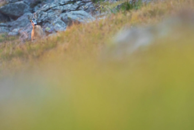 Fotografia di Marco Bertolini - Olympus OM-D E-M1 mark II + Zuiko 300 mm Pro f/4 IS