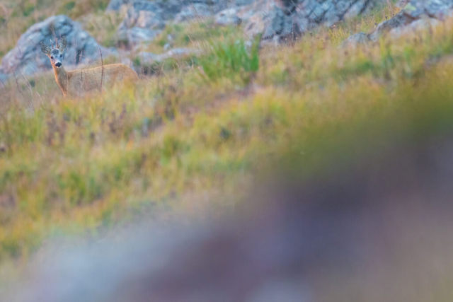 Fotografia di Marco Bertolini - Olympus OM-D E-M1 mark II + Zuiko 300 mm Pro f/4 IS