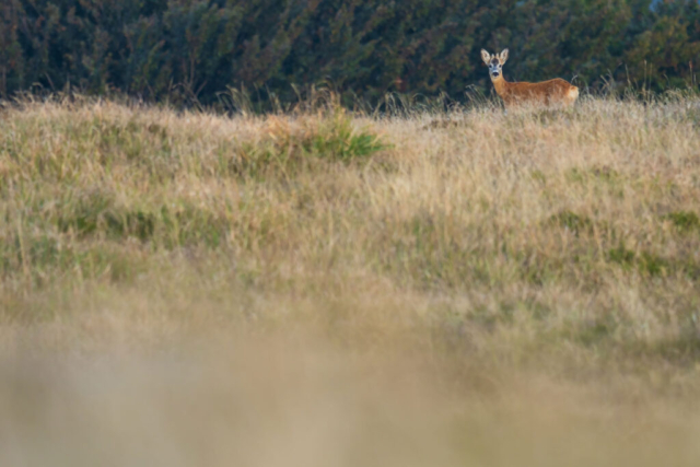 Fotografia di Marco Bertolini - Olympus OM-D E-M1 mark II + Zuiko 300 mm Pro f/4 IS