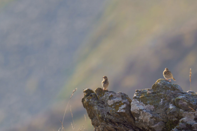 Fotografia di Marco Bertolini - Olympus OM-D E-M1 mark II + Zuiko 300 mm Pro f/4 IS
