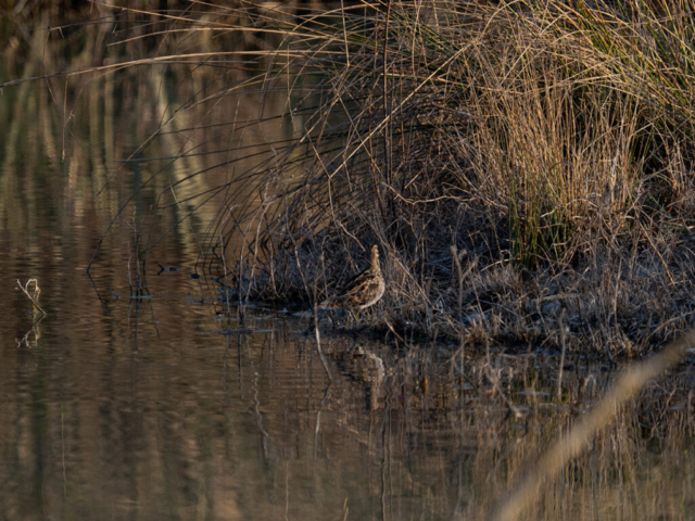 Ugo Baldassarre - E-M1X + 40-150 f/2.8 Pro + MC-20