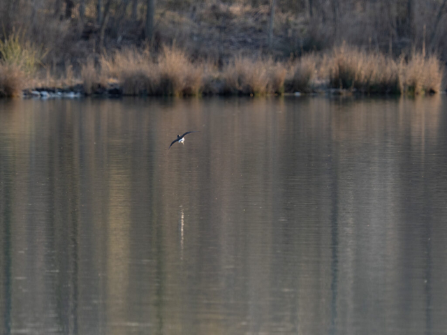 Ugo Baldassarre - E-M1X + 40-150 f/2.8 Pro + MC-20