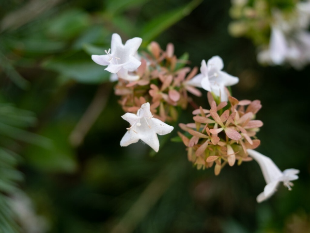 GH6 + 12-40PRO 100 ISO