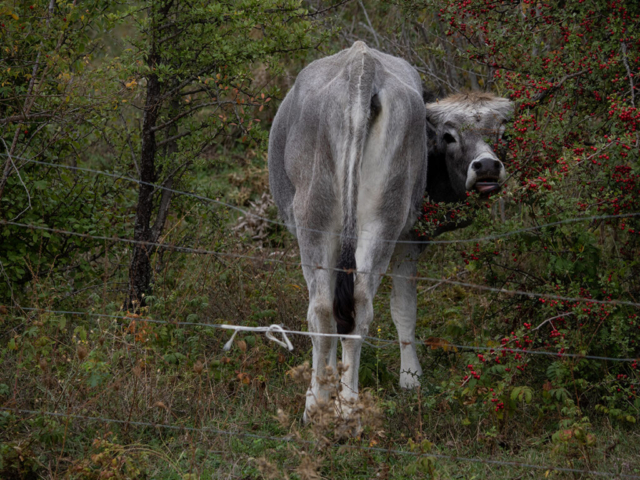 Mucca podolica, che pascola libera nei dintorni del paese: una scene molto comune da queste parti