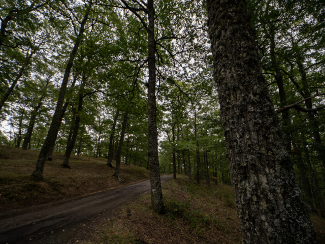 il bosco di Montepiano è una cerreta di grande rilevanza