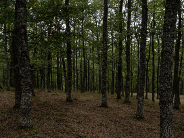 tra gli alti cerri del bosco di Montepiano viene scelto "lo sposo" per il rito del maggio