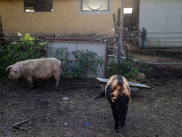 Serra del Garbo; molti animali circolano liberi