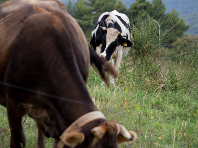 Mucche podoliche al pascolo all'ingresso di Accettura.