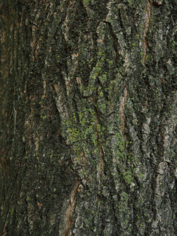 PA070003