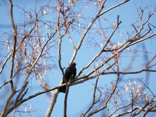 OM-D E-M1X + MZuiko Digital ED 100-400mm f/5-6.3 IS