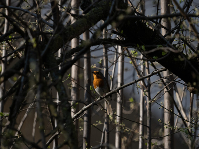 OM-D E-M1X + MZuiko Digital ED 100-400mm f/5-6.3 IS