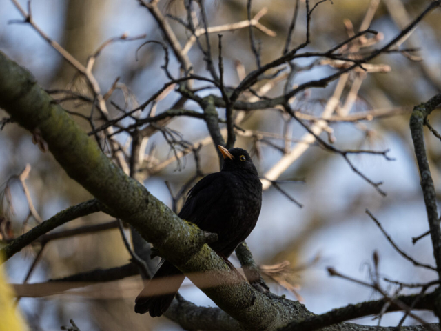 OM-D E-M1X + MZuiko Digital ED 100-400mm f/5-6.3 IS