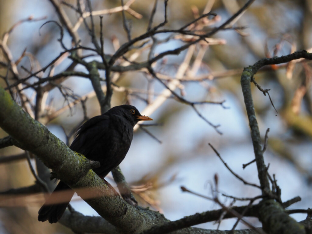 OM-D E-M1X + MZuiko Digital ED 100-400mm f/5-6.3 IS