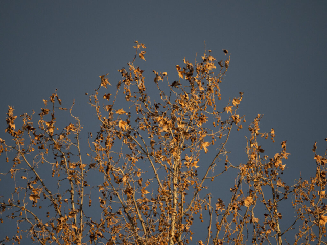 OM-D E-M1X + MZuiko Digital ED 100-400mm f/5-6.3 IS
