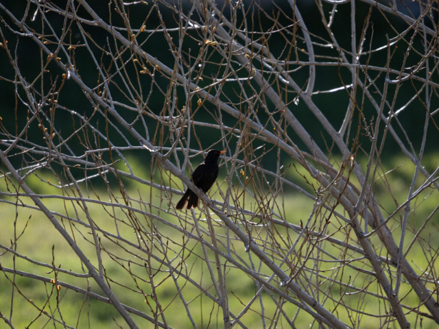 OM-D E-M1X + MZuiko Digital ED 100-400mm f/5-6.3 IS