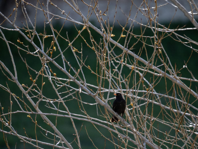 OM-D E-M1X + MZuiko Digital ED 100-400mm f/5-6.3 IS