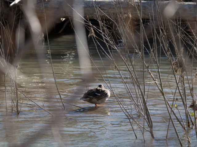 OM-D E-M1X + MZuiko Digital ED 100-400mm f/5-6.3 IS