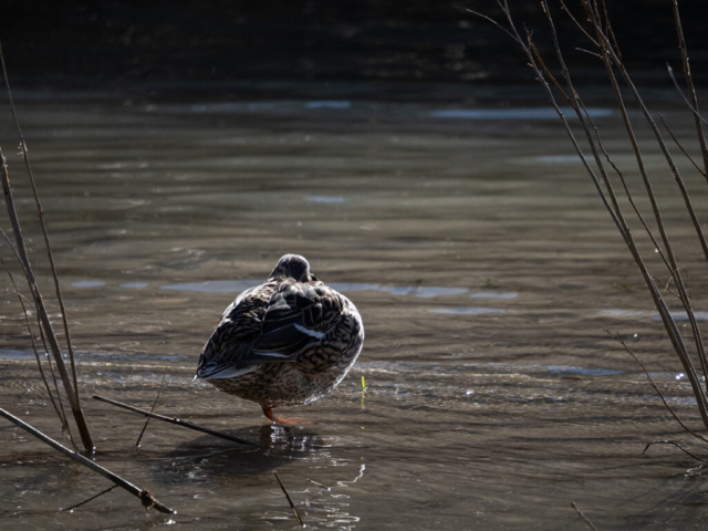 OM-D E-M1X + MZuiko Digital ED 100-400mm f/5-6.3 IS