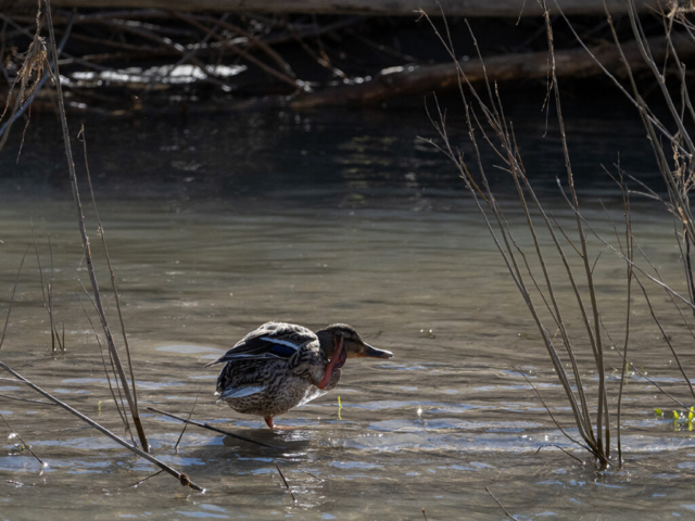 OM-D E-M1X + MZuiko Digital ED 100-400mm f/5-6.3 IS