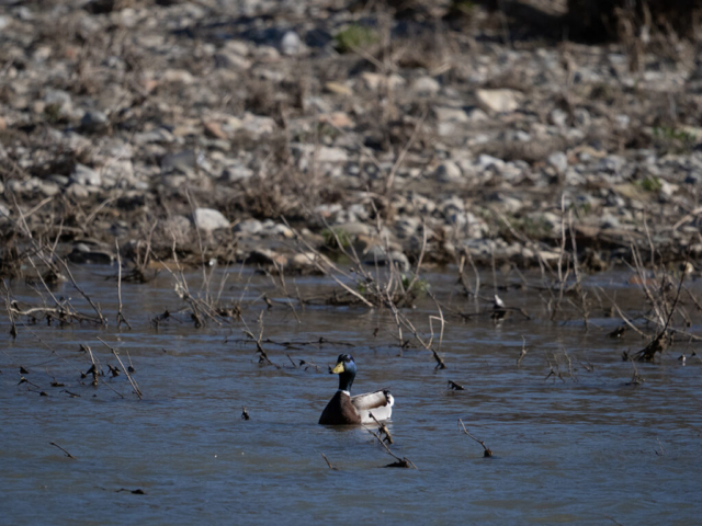 OM-D E-M1X + MZuiko Digital ED 100-400mm f/5-6.3 IS