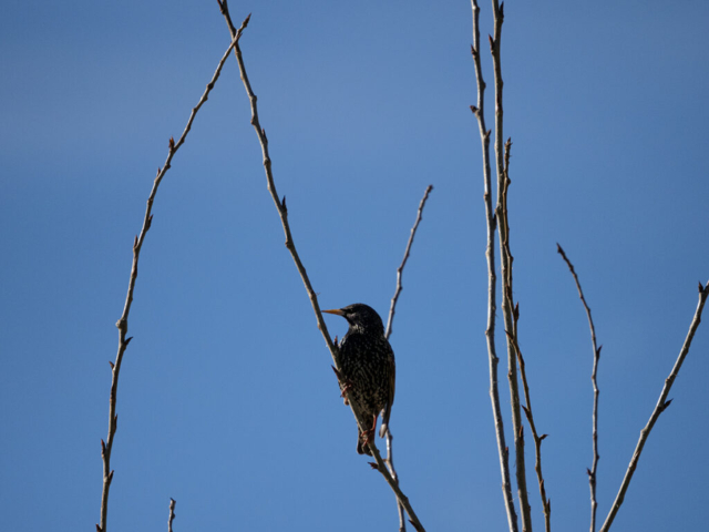 OM-D E-M1X + MZuiko Digital ED 100-400mm f/5-6.3 IS