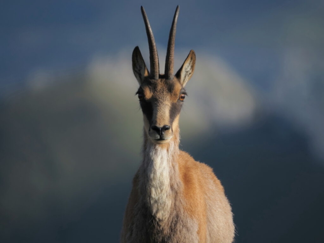 Fotografia di Stefano Martelli - Olympus M.Zuiko Digital ED 100-400mm f/5.0-6.3 IS