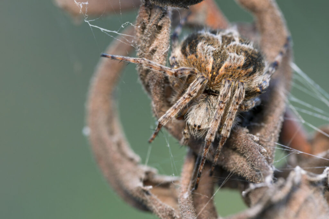 Agalenatea redii_4020108 (f9, 1/80s, ISO 1000, treppiede, 1led)