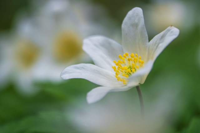 Anemone sp._3260283 (f3,5, 1/640s, ISO 200, mano libera, 1led)